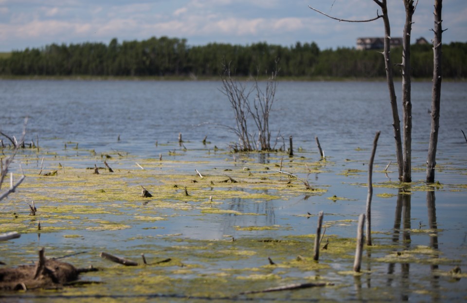 LN-CochraneLakeAlgae