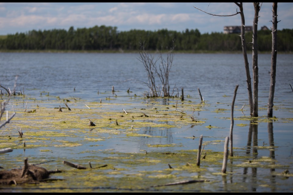 The recent discovery of blue-green algae blooms in Cochrane Lake led Alberta Health Services to issue a health advisory urging people to not swim in the lake this summer.