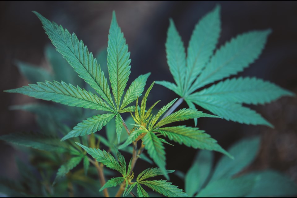 Two former Crossfield councillors are trying to bring a recreational cannabis production facility to the town in 2021.