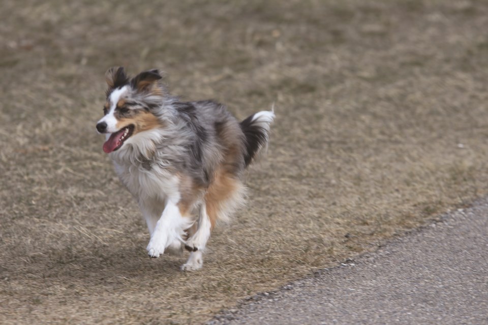 The Town of Crossfield wants to bring a new off-leash park to the community.