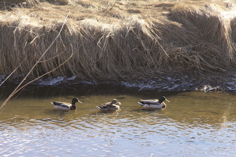 Three ducks swim in a row in Nose Creek near Willow Brook on a sunny Saturday morning. The newly defrosted creek is home to a wide variety of wetland creatures. 