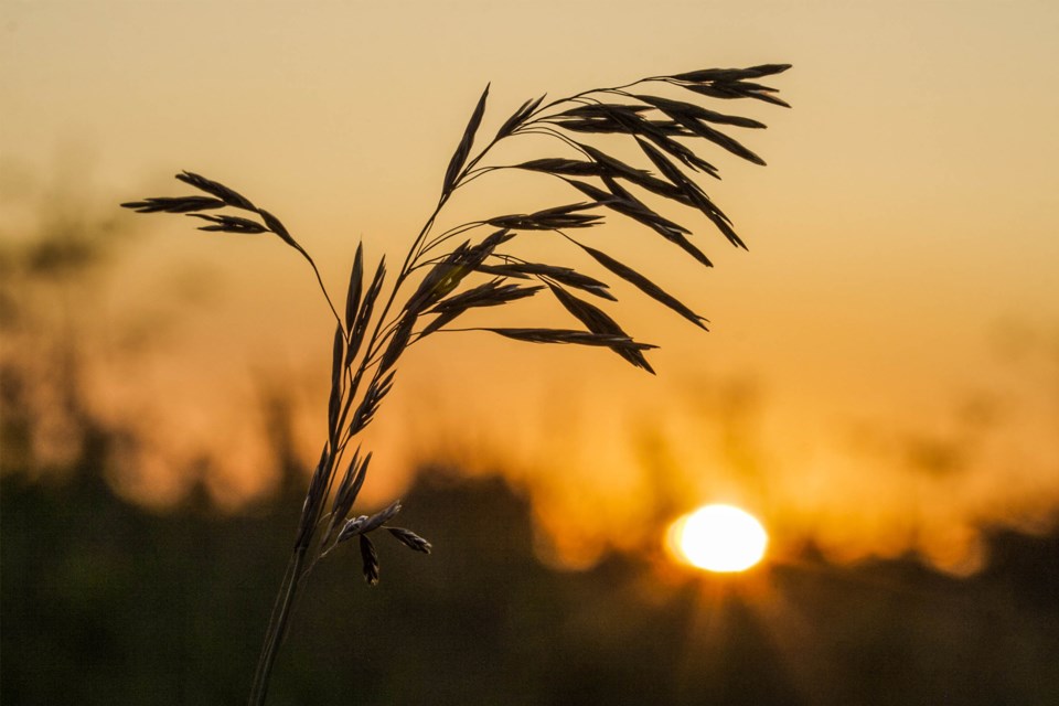 The Grain Growers of Canada is calling on the federal government to update agriculture programs, in the wake of escalating trade tensions between China and the United States.
Photo: Metro Creative Connection