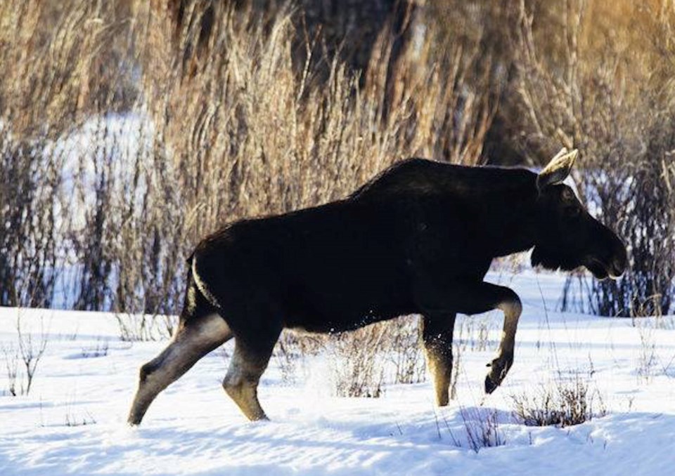 ln-mooseontheloose