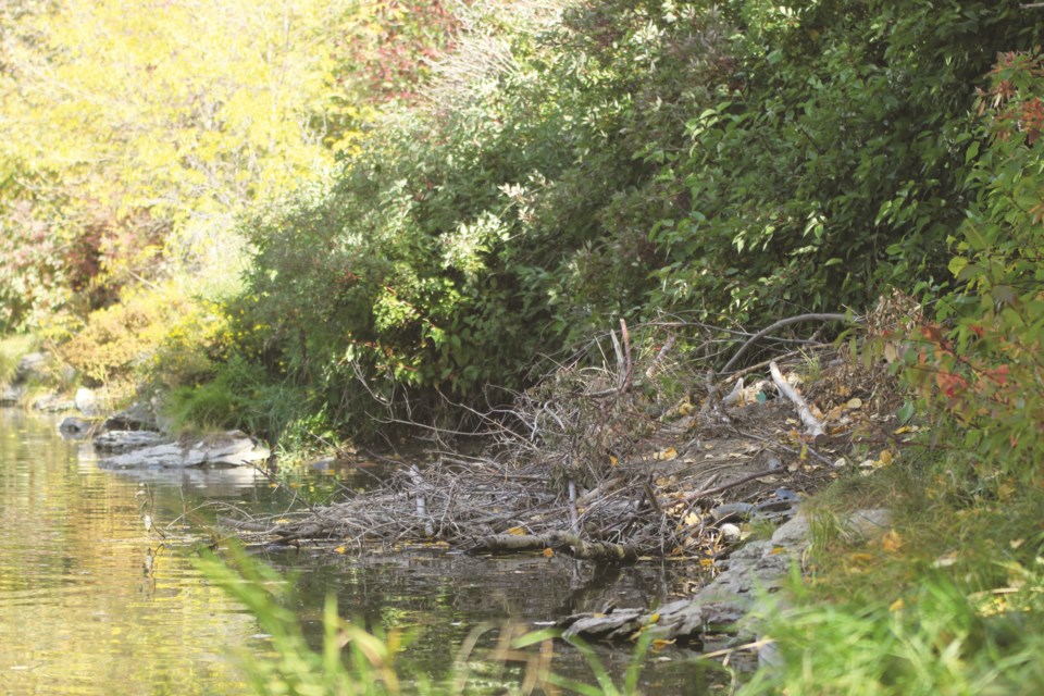 While they're difficult to spot, many beavers populate the shores of Nose Creek in Airdrie, in dens such as this one near Waterstone. Photo by Scott Strasser/Airdrie City View.