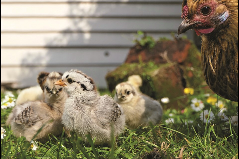 The City's Backyard Hens Pilot Project has been extended to Nov. 30. Photo by Andrea Lightfoot/Unsplash