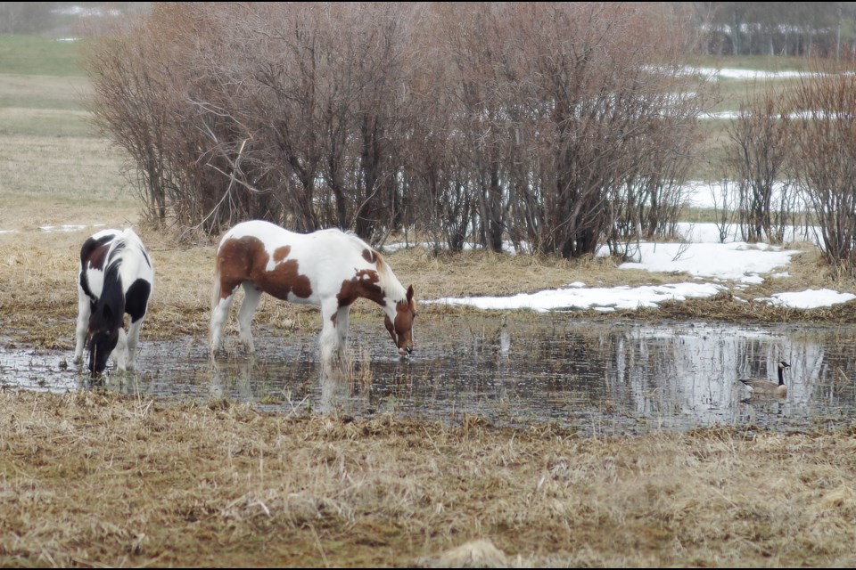 A pair of horses shared a pond with a Canada goose during a chilly morning in Rocky View County, May 3.
Photo by Jessi Gowan/Rocky View Publishing