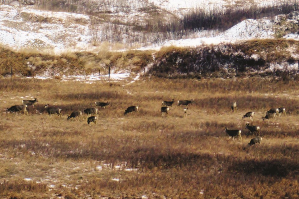 Brian Robb captured this herd of mule deer enjoying the sun during a hike in north Springbank April 1.
Photo by Brian Robb/For Rocky View Weekly