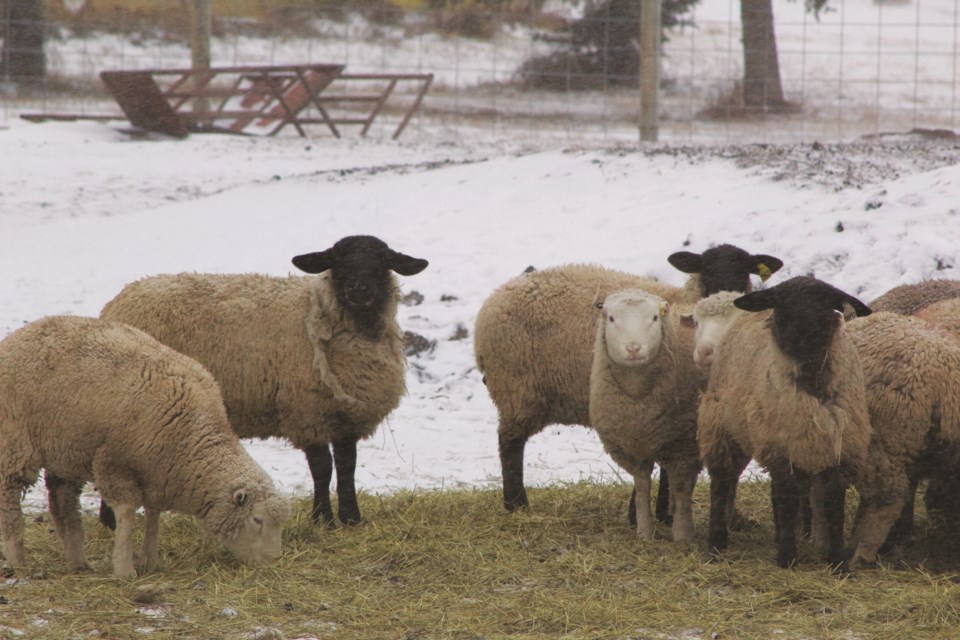 Thick woolly coats kept a flock of sheep along Range Road 274 warm despite wind, snow and subzero temperatures in the final days of November. Photo by Ben Sherick/Staff Writer
