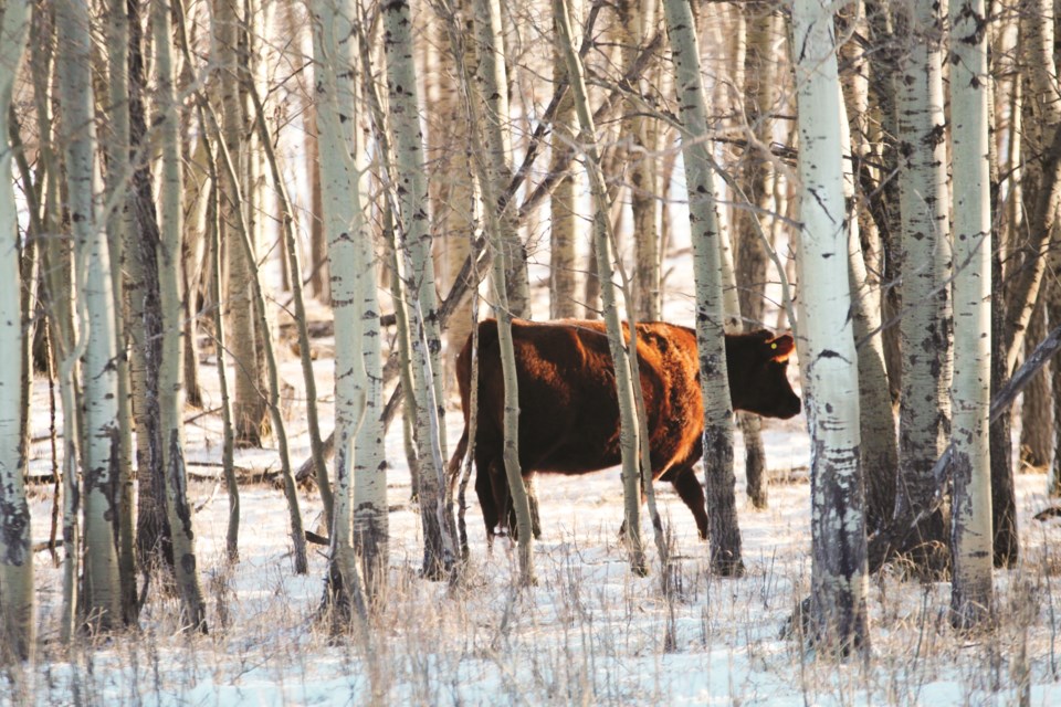 A cow meanders through a wooded area off Township Road 270, east of Airdrie, looking for branches to scratch an itch. Photo by Scott Strasser/Rocky View Weekly