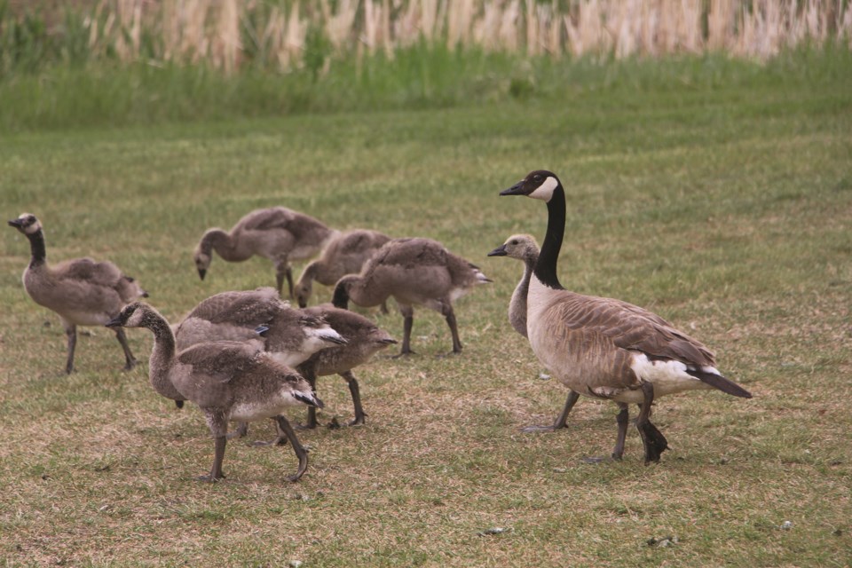 A goose keeps watch of a family of gosling in Nose Creek Park on a rainy Saturday morning. 