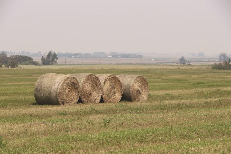 A smoky horizon is pictured in the distance of a farmer's field in Irricana on July 24. 