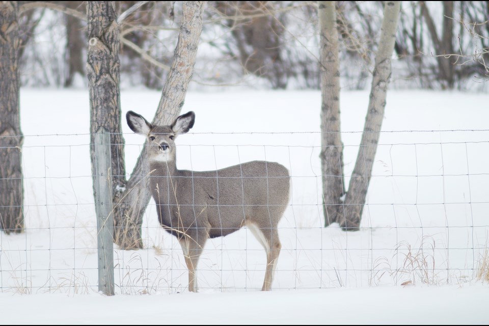 This deer clearly hadn't expected to be disturbed during an afternoon forage near Sharp Hill Feb. 5. Photo: Jessi Gowan/Rocky View Weekly
