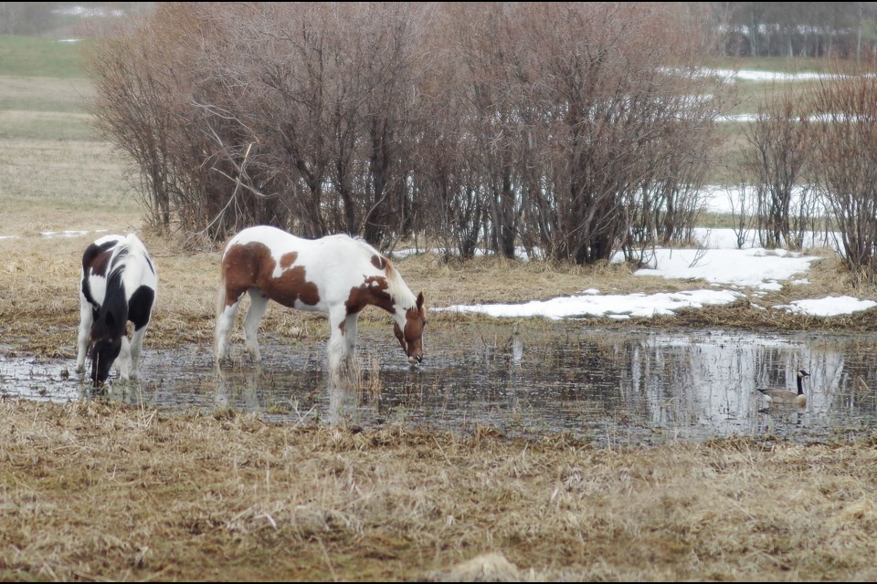 A couple of horses shared a pond with a Canada goose during a chilly morning in Rocky View County, May 3. 
Photo by Jessi Gowan/Rocky View Publishing