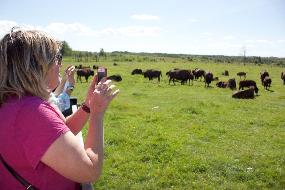 Two Airdrie-area farms were among the 150 locations that participated in Alberta Open Farm Days Aug. 17-18. At Glengary Bison, northwest of Airdrie, visitors had the chance to tour the paddock and get up close with a herd of bison.
Photo by Ben Sherick/Rocky View Publishing
