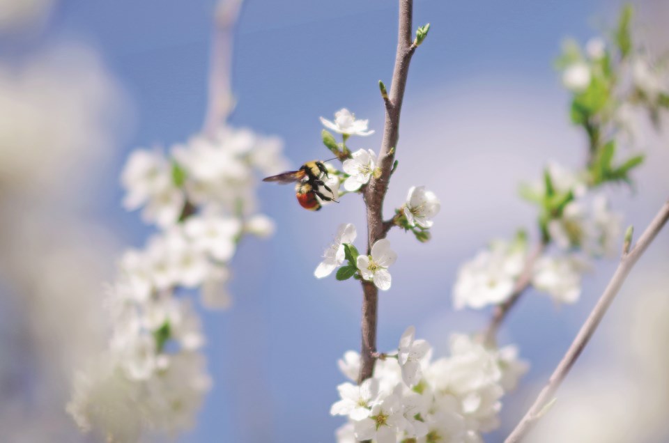 pollinatorrecovery