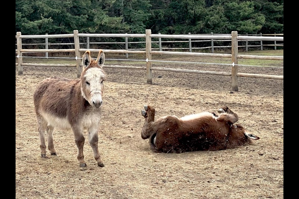 Miniature horses at the Robinson Outreach at RicverCross Ranch (ROARR).