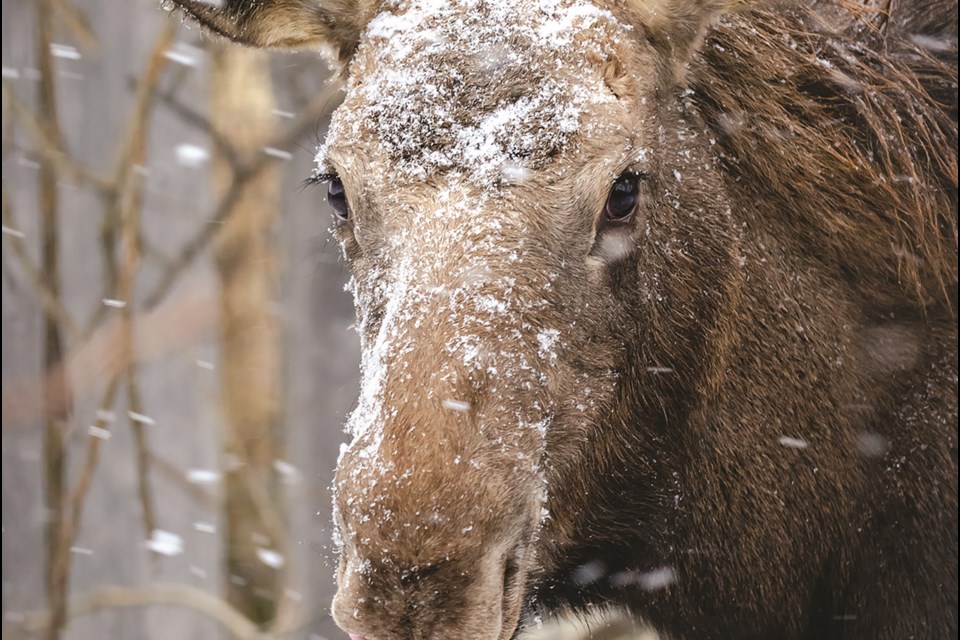 The Alberta Institute for Wildlife Conservation accepts and rehabilitates injured or orphaned animals, such as this moose calf, which the centre welcomed in May. Photo by Denise Cresswell/Rocky View Weekly.