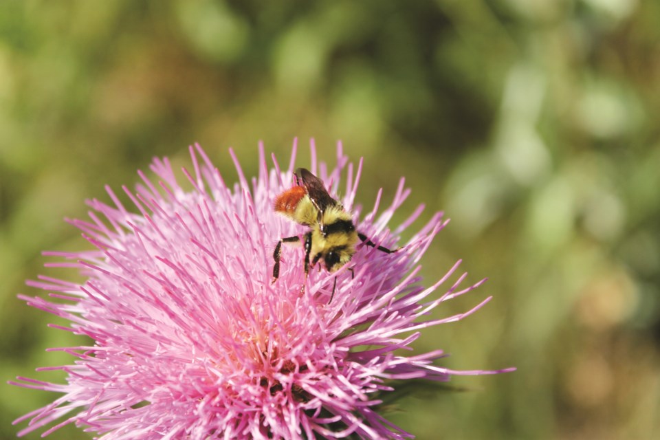 Ecologist Megan Evans will teach Rocky View County residents all about local bees during an April 28 webinar facilitated by the County.