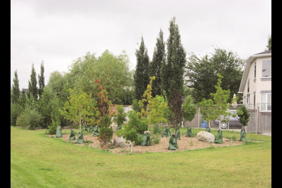 Chestermere's Birth Forest program allows local parents to plant a tree in recognition of their newborns. Photo submitted/For Rocky View Weekly.