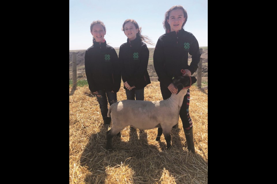 The Irricana Beef & Multi 4-H Club raises a lamb every year that is auctioned off, with proceeds this year going to the Ronald McDonald House in Calgary. This year, the Rempfer sisters were selected to raise the lamb. Photo submitted/For Rocky View Weekly