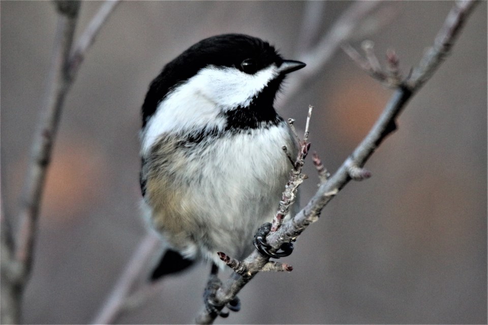 Black-capped chickadees were among the birds spotted during Chestermere's Christmas bird count.