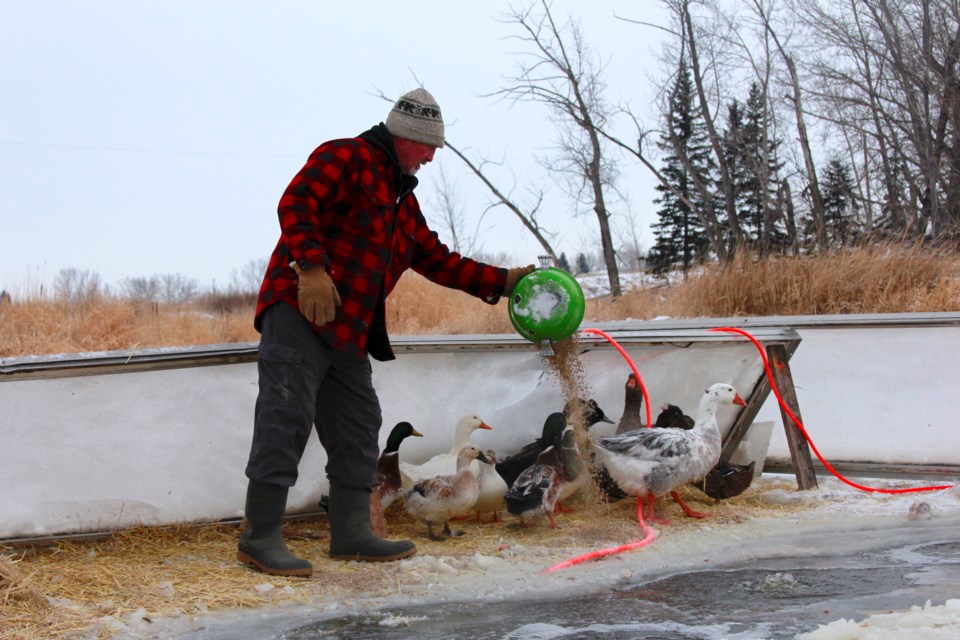 Paul Hughes feeds his animals on a chilly Dec. 16 morning in Balzac.
