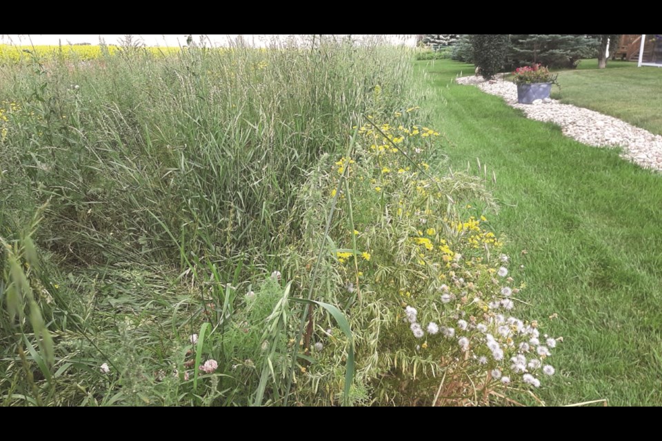 Crossfield's Darlene Hehr is disgruntled with a patch of weeds growing near her property. Photo submitted/For Rocky View Weekly.