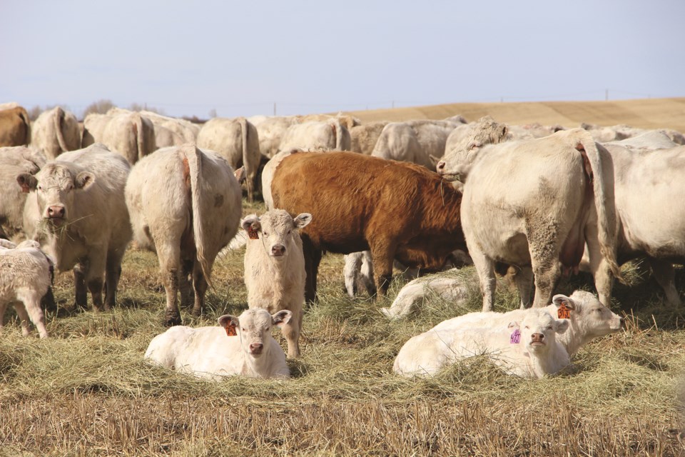 A herd of charolais cattle gather together to enjoy some food and rest in a rancher's field just east of Balzac and west of Kathryn along road 566. 