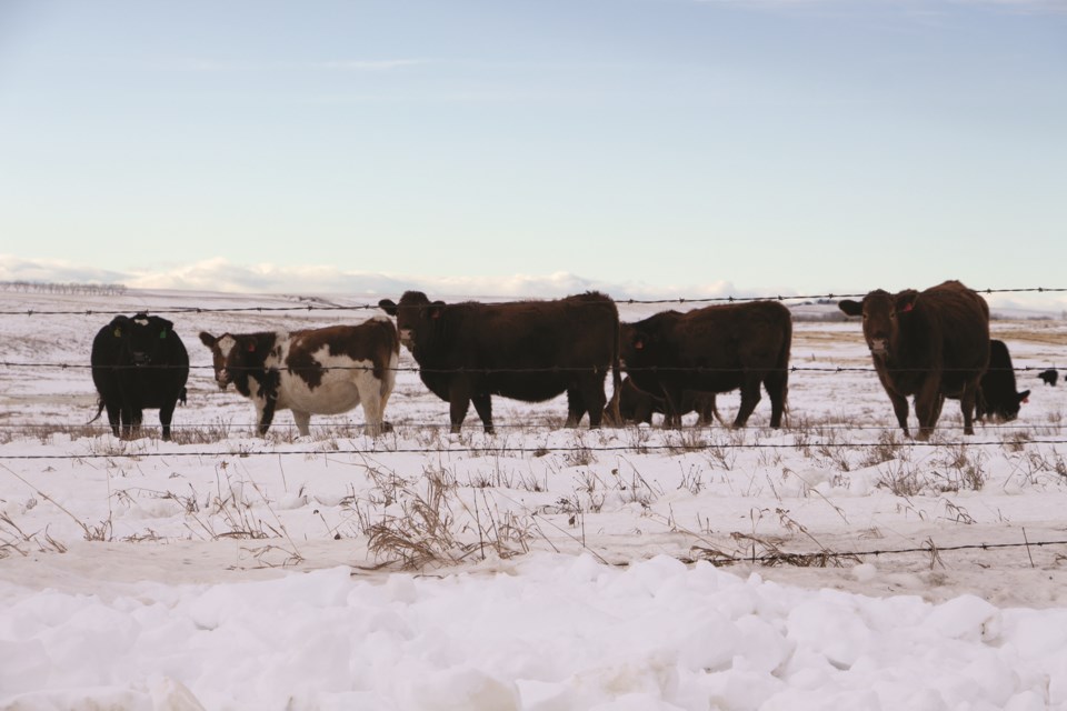 A group of cows near Range Road 13 gather near a barbed wire fence on Jan. 10. 