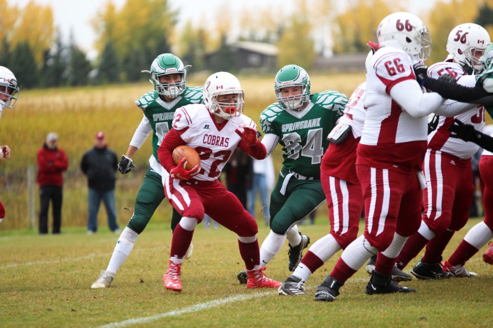 Grade-11 running back Chase Hunt takes the hand-off for the Cobras' in the first quarter. Cochrane defeated the Springbank Phoenix 35-7. 
Photo by Scott Strasser/Rocky View Publishing