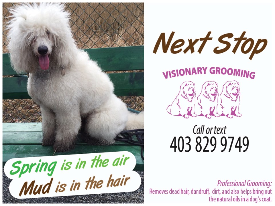 Visionary Grooming: Where Every Pet is Treated Like Family