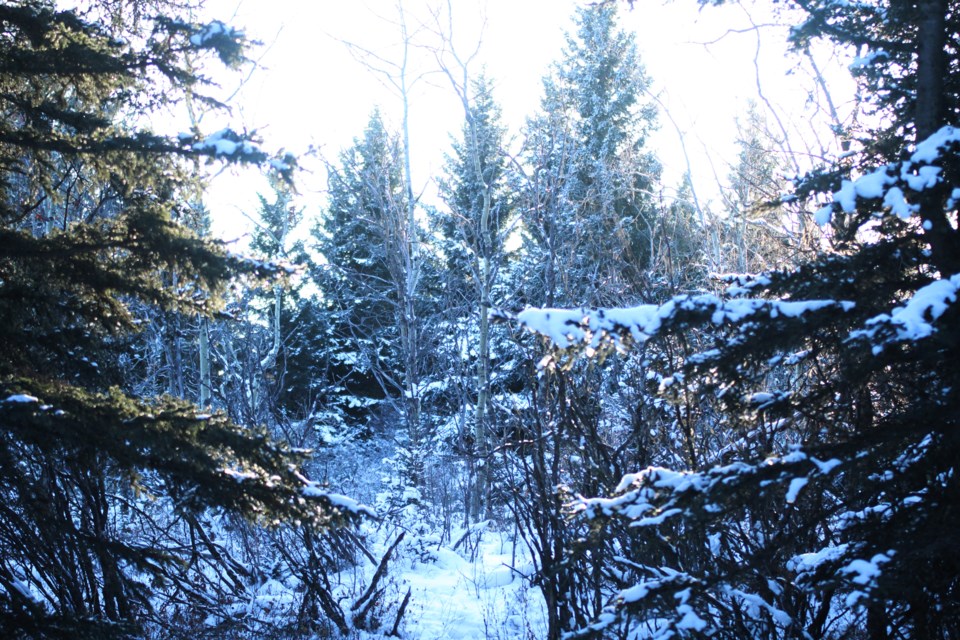 Mild temperatures Dec. 15 made for prime conditions to go for a nature walk in Big Hill Springs Provincial Park, 10 kilometres north of Cochrane.