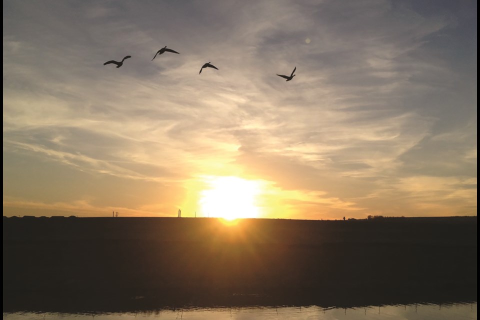 Charles Johnston captured this photo of four birds flying near Airdrie, with the sun peaking above a hill in the distance. Photo submitted/For Airdrie City View.