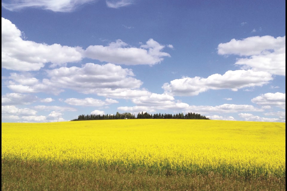 Recent warm weather meant Charles Johnston's shot of a canola field near Airdrie looked more like it was taken in the summer. Photo submitted/For Airdrie City View.