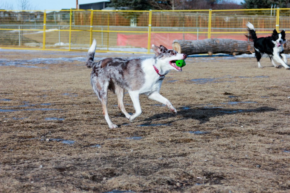 A dog runs through an Airdrie off-leash park on Jan. 22.