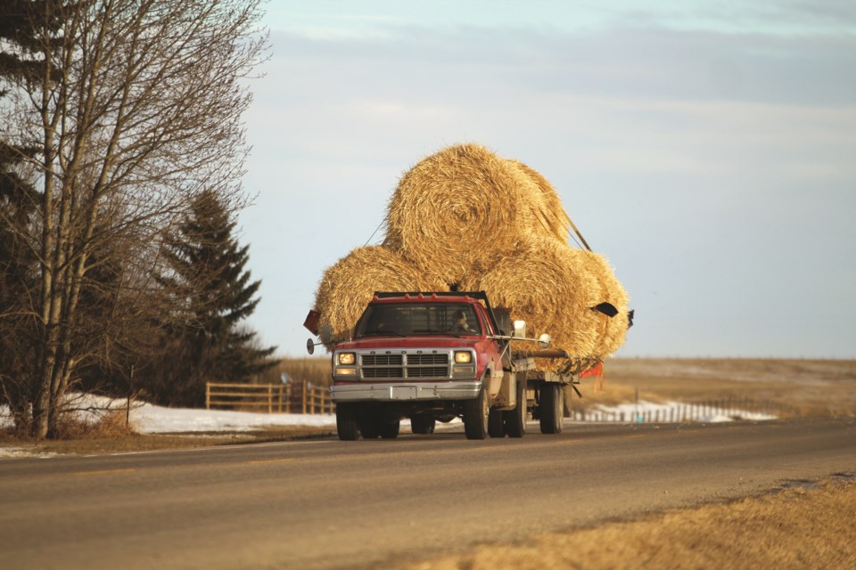 A farmer transports three hay bales atop his flat bed truck along Highway 566 in Balzac.