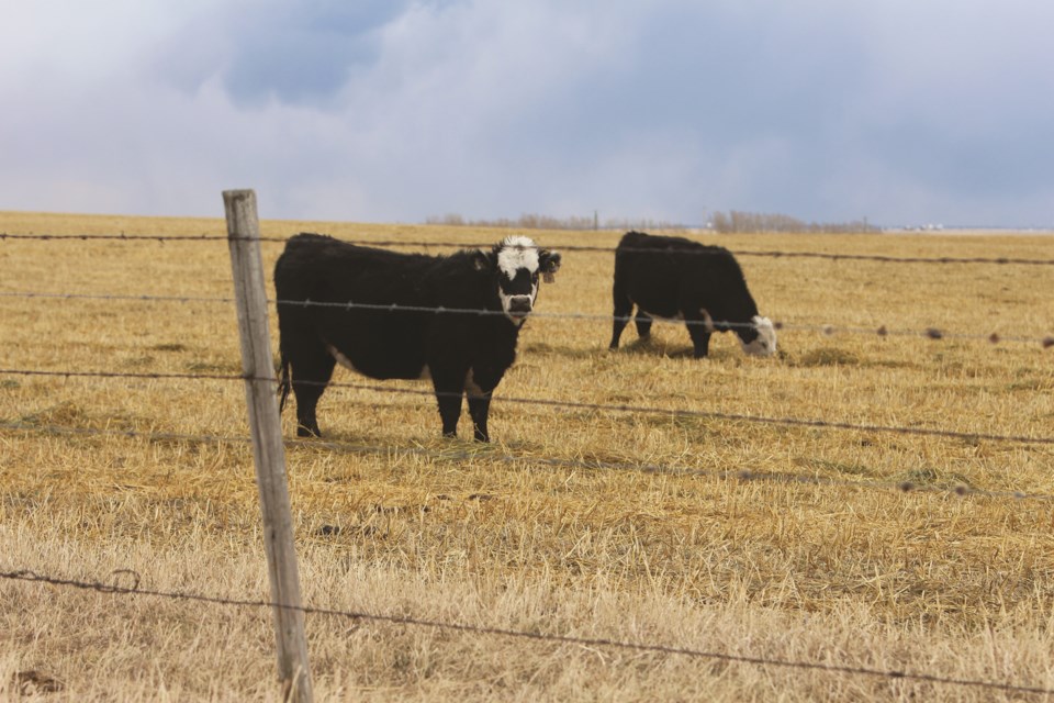 Two cows grazing in a rancher's field on Twp Road 264 west of Airdrie.