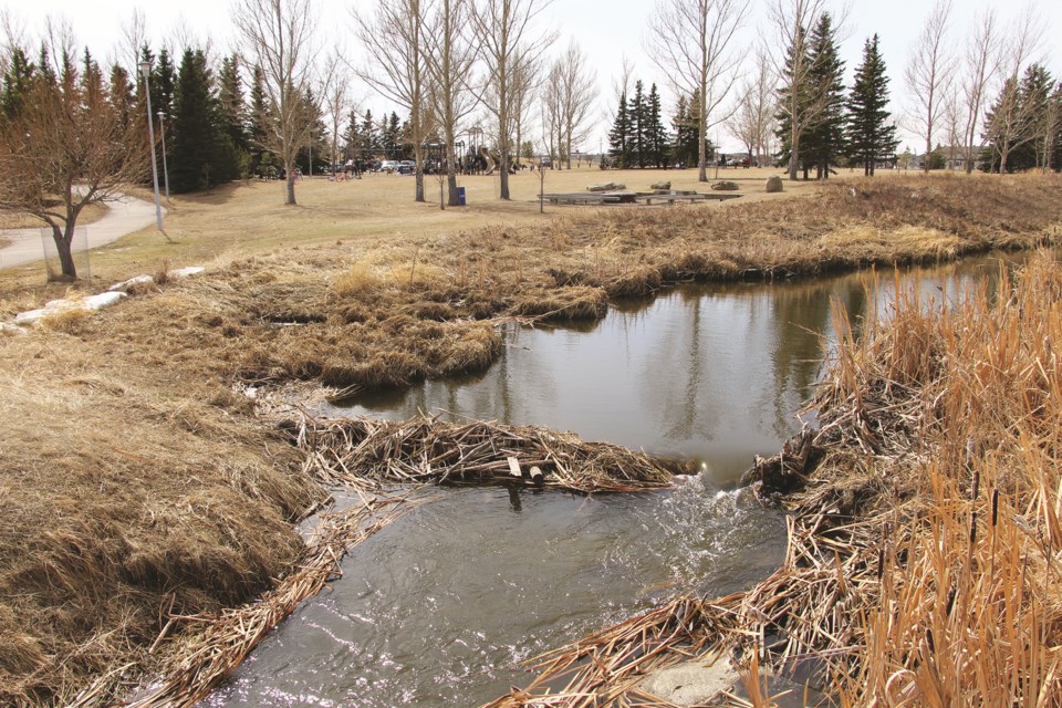 A recent period of warm weather in Airdrie provided the ideal climate for local beavers to prepare their dams in Nose Creek.
