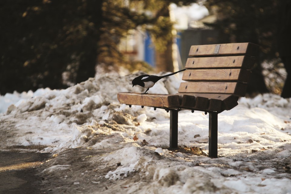 A magpie perches on a bench, looking for tasty treats on the ground in Nose Creek Regional Park.