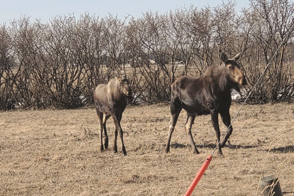 Hayley Nemeth spotted these two moose on the loose along Highway 567, just outside of Airdrie.