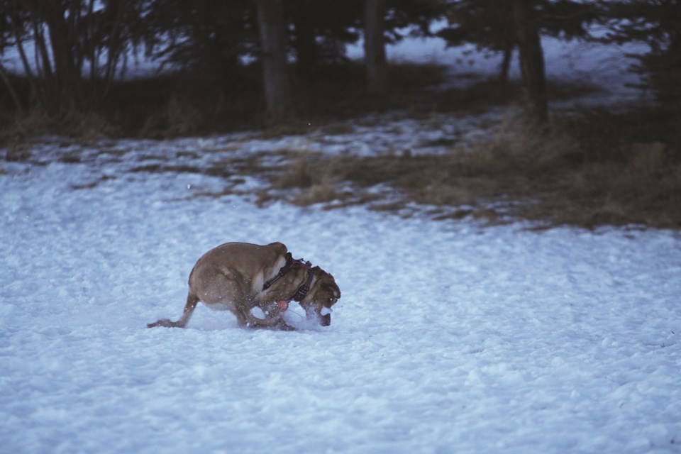 A dog pounces on a thrown ball in the Big Springs off-leash park on Jan. 15. 