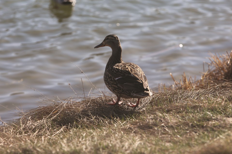 A duck sits on the shoreline of a small pond near the Trans Canada Trail in Airdrie on a sunny weekend afternoon.