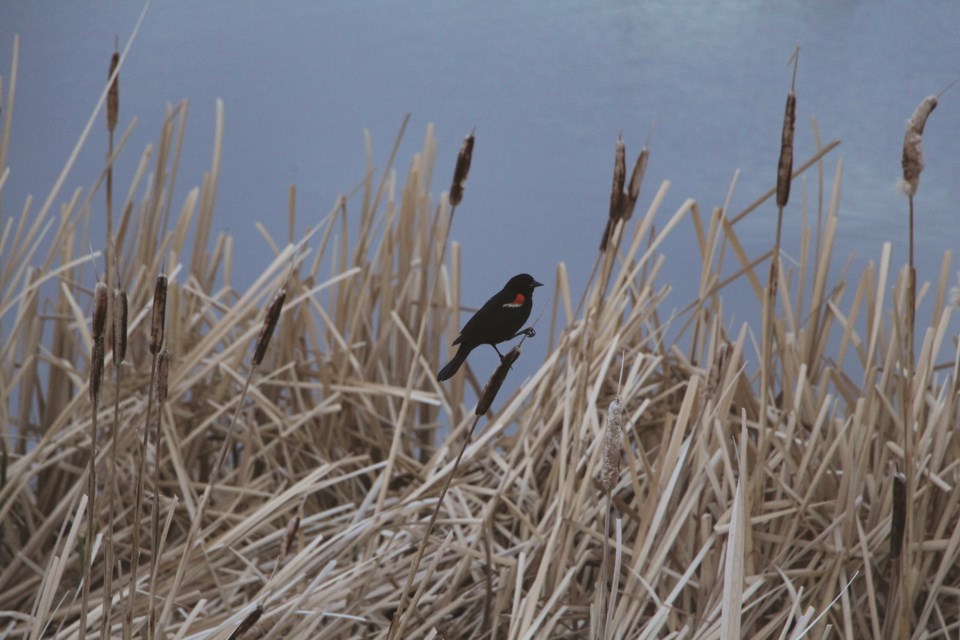 A red-tipped blackbird perches on top of a cattail in the riparian wetland area off of the Trans Canada Trail in Airdrie