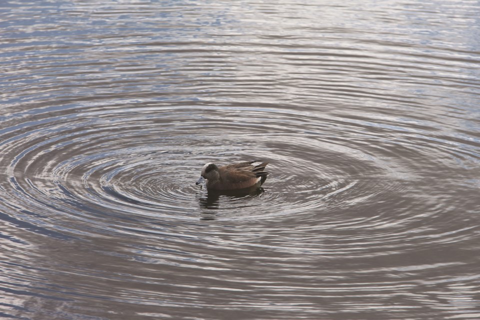 A duck sends ripples through the water as he bobs up and down in search of something to eat in East Lake.