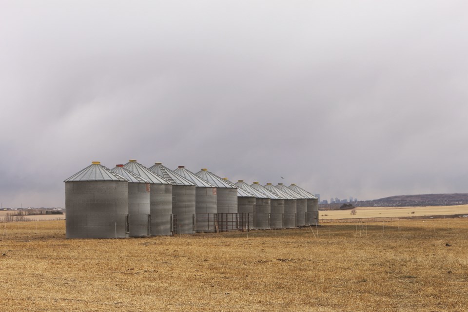 Twelve silos sit in a row in a farmer's field just south of Airdrie on Twp Road 262 in Rocky View County.