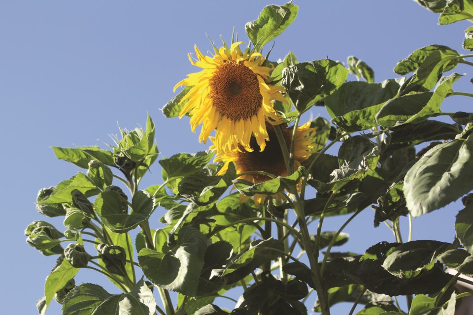 STANDALONE-SunnySunflower