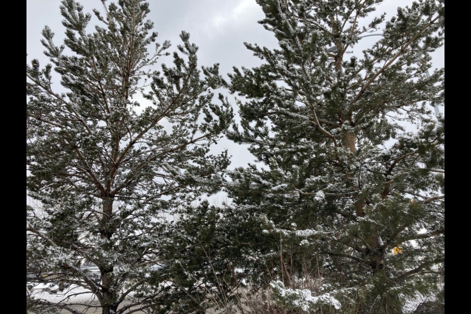 Airdrie's trees were dusted with a light snowfall the night of March 24.