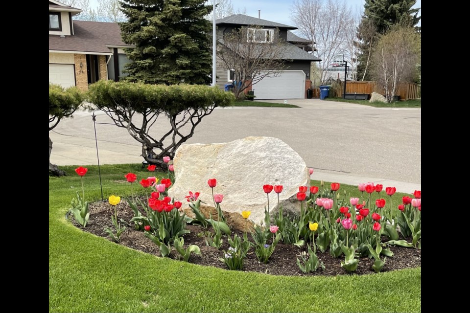 Airdrie resident Rod Satter has planted plenty of tulips in front of his home in Thorburn for people to enjoy as they walk or drive past.
