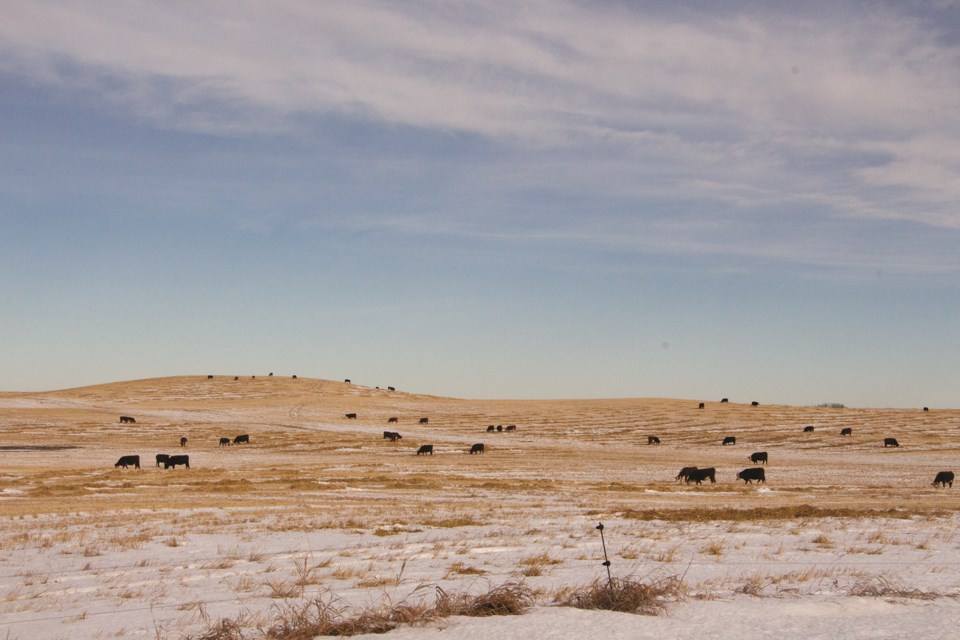 Cows line a picture-perfect Rocky View County pasture during a warm November day. Photo by Jordan Stricker/Rocky View Weekly