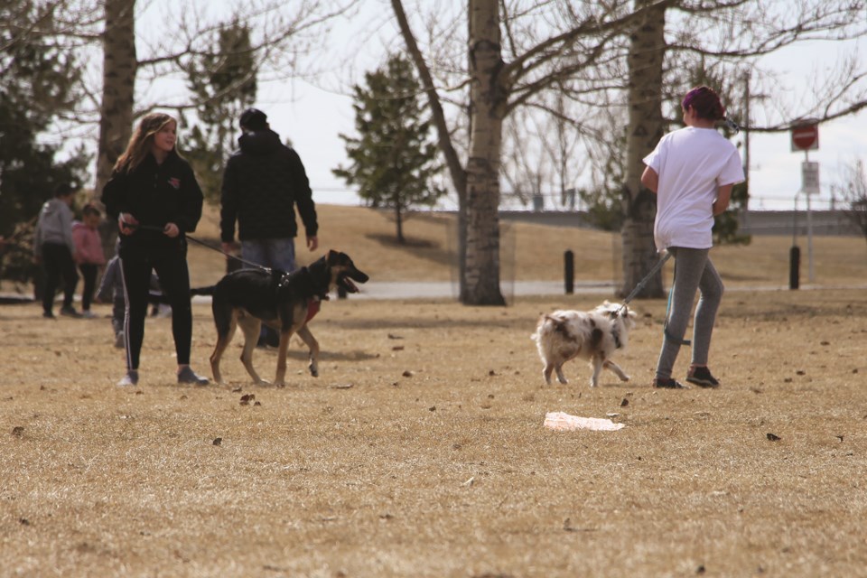 Two dogs are eager to make friends as their owners lead them away in Nose Creek Park on a spring Saturday afternoon.